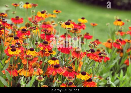 Helenium 'Sahlin's früher Blumenerdeniesen in Blüte Stockfoto