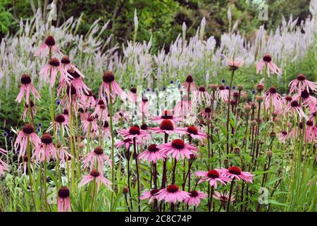 Echinacea pallida, oder allgemein als Pale Purple Coneflower, in der Blüte in den Sommermonaten Stockfoto