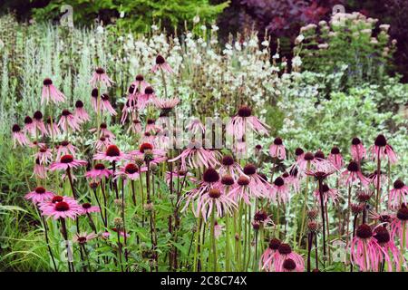 Echinacea pallida, oder allgemein als Pale Purple Coneflower, in der Blüte in den Sommermonaten Stockfoto