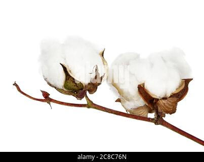 Zwei Baumwollbollen auf Zweig isoliert Stockfoto