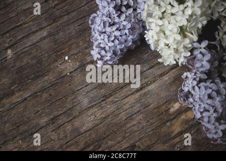 Flieder Blumen auf Holz Hintergrund, Blütenzweig auf Vintage Holzstruktur Stockfoto