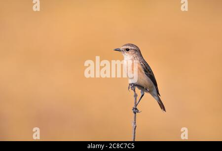 Der sibirische Steinchat oder asiatische Steinchat ist eine kürzlich validierte Art der Familie der Fliegenfänger der Alten Welt. Wie die anderen drossenartigen Fliegenfänger Stockfoto