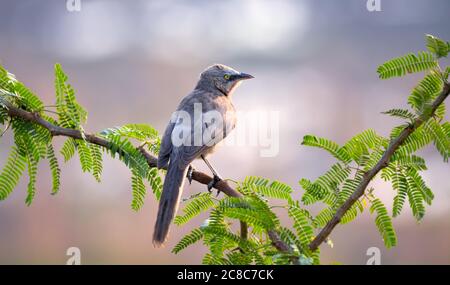 Der große Grauballer ist ein Mitglied der Familie Leiothrichidae, die in Indien und im fernen Westen Nepals gefunden wurde. Sie sind lokal im Peeling verbreitet, offen f Stockfoto