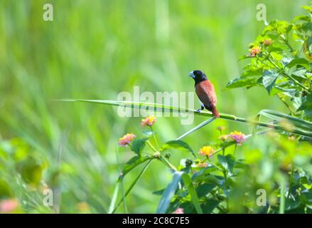 Die Tricolored munia ist ein Estrildid Finch, der in Bangladesch, Indien, Sri Lanka und Südchina beheimatet ist. Die Art wurde auch nach Trinidad eingeführt, Stockfoto