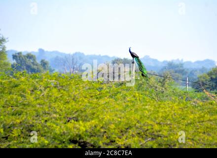 Der indische Pfauenhuhn, auch bekannt als der gewöhnliche Pfauenhuhn und blauer Pfauenhuhn, ist eine Pfauenart, die auf dem indischen Subkontinent heimisch ist. Es wurde eingeführt Stockfoto