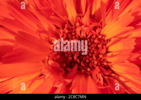 Rote Blume Nahaufnahme Makro-Foto aufgenommen Stockfoto