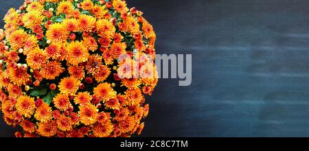 Große, eingetopfte, orange Chrysanthemen auf schwarzem Hintergrund mit Platz für Text. Bild aus der Draufsicht. Stockfoto