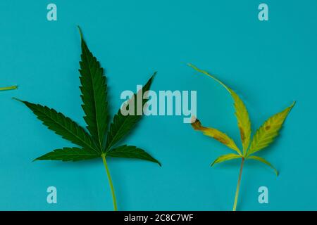 Grünes Cannabis gesundes Blatt und verwelkte gelb färbende Marihuana. Unkraut auf blauem Hintergrund Stockfoto