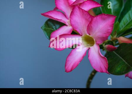 Rosa Blume des Adenium obesum auch bekannt als Wüstenrose oder Bangkok kalachuchi Stockfoto