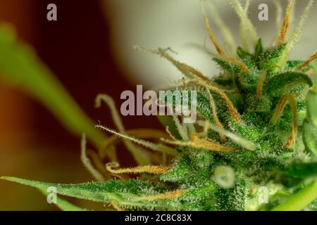 Marihuana Knospe Makro Foto, Cannabis Trichome, Sativa Pflanze. Medizinisches und FreizeitTHC und cbd Stockfoto