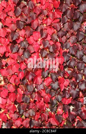 Virginia Creeper Hintergrund in rot voll Herbst Farbe wächst auf Garten Wand Stock Foto Stockfoto