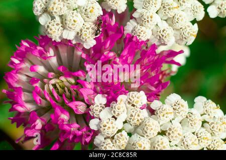 Weiß und lila Blume Makro Draufsicht Aufnahme, Kopierraum natürlichen Hintergrund Stockfoto