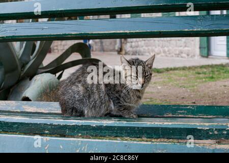 Unzufriedene Straßenraue Katze mit einem verächtlich aussehen, liegt auf einer Bank in der Stadt Kotor, Montenegro Stockfoto