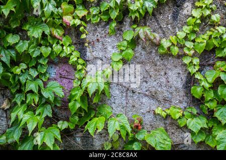 Sie können grünen Efeu wachsen an einer Wand sehen Stockfoto