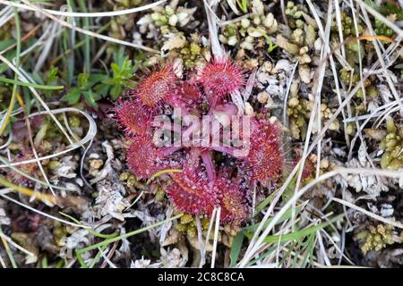 Rundblättriger Sonnentau Drosera rotundifolia, Lake District, Cumbria, Großbritannien Stockfoto