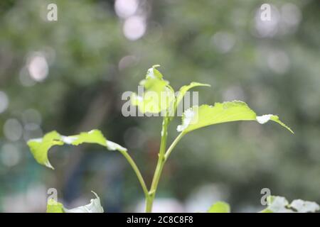 Junge Buchenblätter vor Bokeh Hintergrund Stockfoto