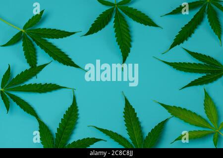 Cannabis Blätter auf blauem Hintergrund Draufsicht mit Kopierraum Stockfoto