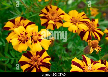 Gelb schwarz Bienen Blumen Makro erschossen Nahaufnahme. Natur Hintergrund mit Kopierbereich Stockfoto