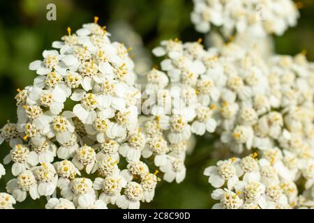 Weiß hell Sommer Blume Foto Nahaufnahme Makro. Unscharer Hintergrund und Kopierbereich Stockfoto