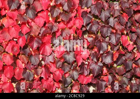 Virginia Creeper Hintergrund in rot voll Herbst Farbe wächst auf Garten Wand Stock Foto Stockfoto