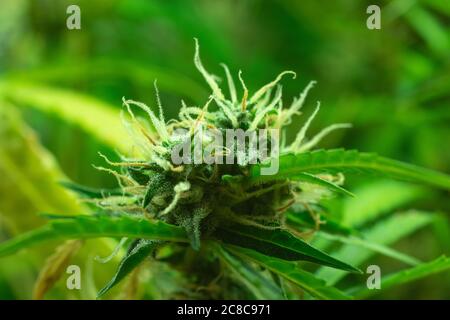 Knospe Cannabispflanze mit Blatt, Marihuana Makro Foto. Unscharer Hintergrund. Trichome und Haare mit THC Stockfoto