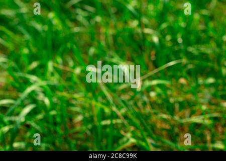 Verschwommenes grünes Gras Hintergrund kopieren Raum. Designvorlage. Hintergrund der Natur. Foto mit nicht fokussieren Stockfoto