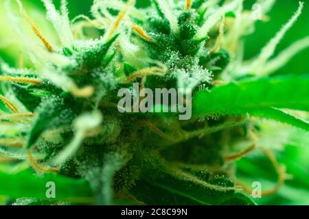 Makrofoto von Marihuana Knospe. THC sichtbar, Cannabis sativa. Medizinisches Unkraut Stockfoto