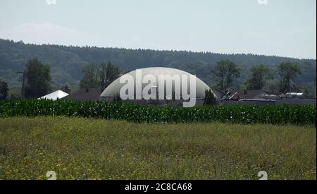 Die Kuppel einer Biogasanlage, im Vordergrund eine Blumenwiese und ein Maisfeld. Stockfoto