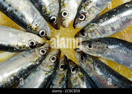 Sardinen in kreisförmiger Form auf Zitronenscheiben Stockfoto