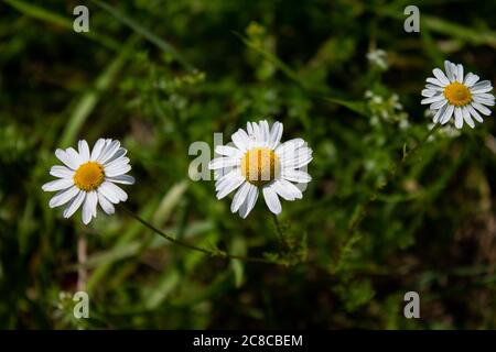 Drei Blumen aus der echten kamille. Stockfoto
