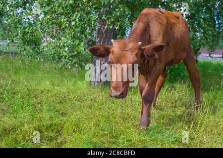 Ein kleines braunes Kalb grast in der Nähe eines Baumes auf einer Weide. Stockfoto