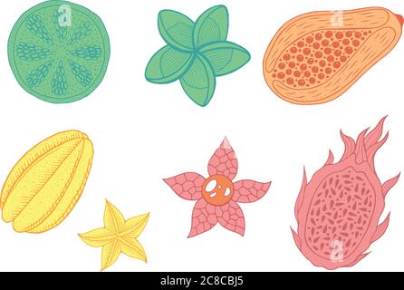 Set mit tropischen exotischen Früchten - Kollektion mit pastellfarbenen isolierten Elementen. Vektorgrafik Stock Vektor