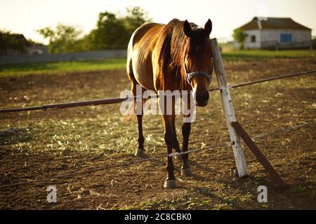 Porträt eines braunen Pferdes, das an einem Sommertag in einer Weide grast. Stockfoto