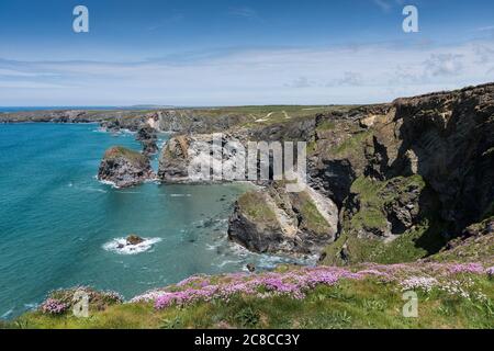 Meeresgedieft Armeria maritima wächst auf den schroffen Klippen bei Bedruthan Steps in Carnewas in Cornwall. Stockfoto