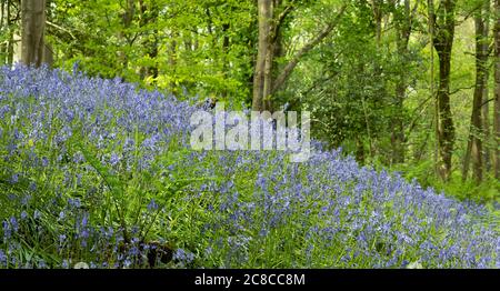 Bluebells in Henllys Wäldern, Beaumaris Stockfoto