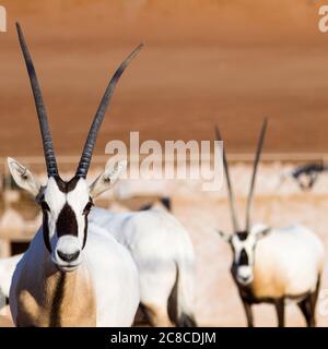 Große Antilopen mit spektakulären Hörnern, Gemsbok, Oryx gazella, in der Oman Wüste Stockfoto