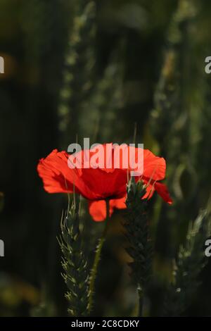 Mohn auf dem Weizenfeld Stockfoto