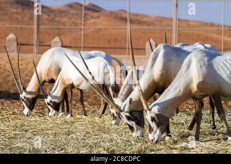 Herde von großen Antilopen mit spektakulären Hörnern, Gemsbok, Oryx gazella, Fütterung Stockfoto