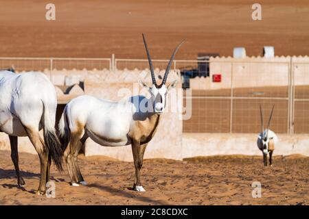 Große Antilopen mit spektakulären Hörnern, Gemsbok, Oryx gazella, die in Gefangenschaft in der Oman Wüste gezüchtet werden. Stockfoto
