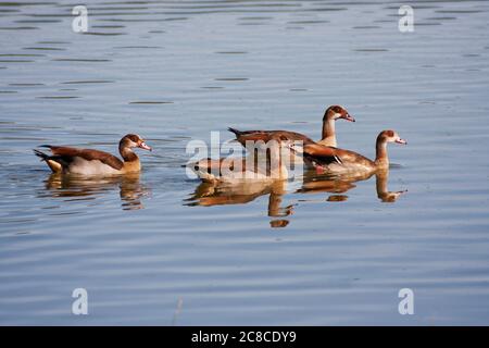 Eine Familie von ägyptischen Gans (Alopochen aegyptiaca) Schwimmen im Wasser. Die ägyptische Gans ist ein Mitglied der Ente-, Gans- und Schwanenfamilie Anatidae. IT i Stockfoto