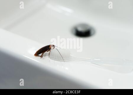 Kakerlake im Bad auf dem Waschbecken. Das Problem mit Insekten Stockfoto