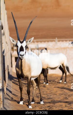 Große Antilopen mit spektakulären Hörnern, Gemsbok, Oryx gazella, die in Gefangenschaft in der Oman Wüste gezüchtet werden. Stockfoto