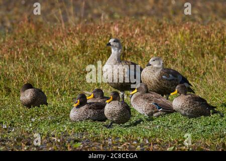 Blauflügelgans (Cyanochen cyanoptera) und Gelbschnabelente (Anas undulata), fotografiert in Äthiopien im November Stockfoto