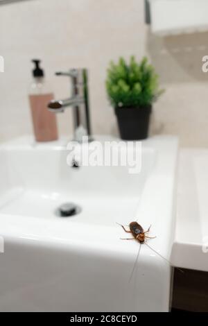 Kakerlake im Bad auf dem Waschbecken. Das Problem mit Insekten Stockfoto