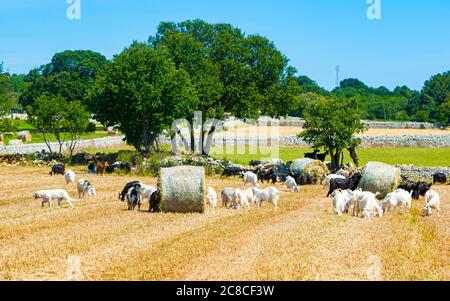 Oft grasen in der Landschaft Apuliens Ziegen, Kühe und Pferde unter den Heuhaufen-Rolls auf den Feldern. Stockfoto