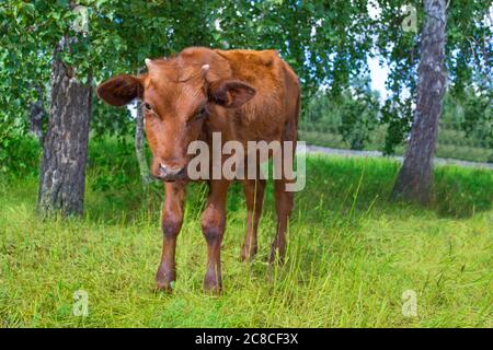 Ein kleines braunes Kalb grast neben Bäumen auf einer Weide. Stockfoto