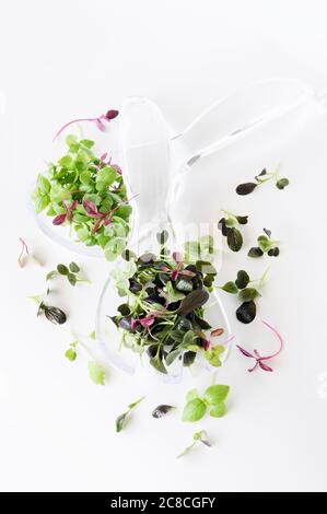 Verschiedene Micro Greens (oder Microgreen, Micro Leaves) auf weißem Hintergrund Stockfoto