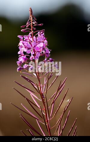 Rosebay Willowherb (Epilobium angustifolium) blüht am Straßenrand in East Grinstead Stockfoto