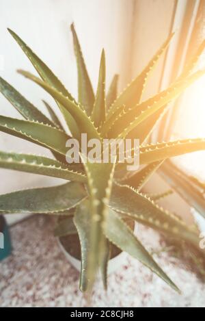 Aloe Pflanze auf Balkon in Sonnenlicht Stockfoto
