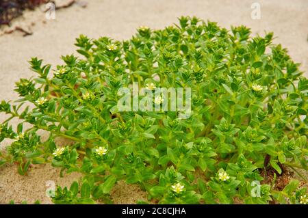 Grüne Blüten Euphorbia, sehr große und vielfältige Gattung von blühenden Pflanzen, Stockfoto